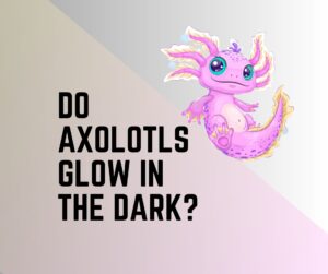 Do Axolotls Glow In The Dark? If Yes, Why?