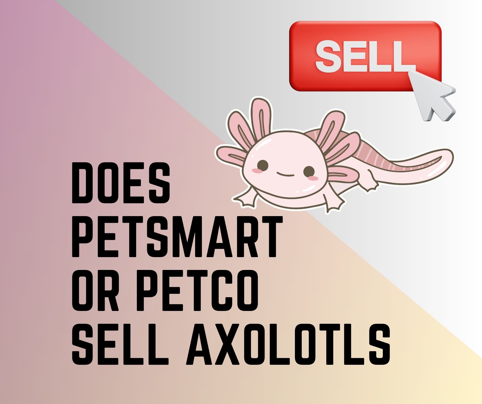 Does PetSmart Or Petco Sell Axolotls Which Stores Sell Axolotls