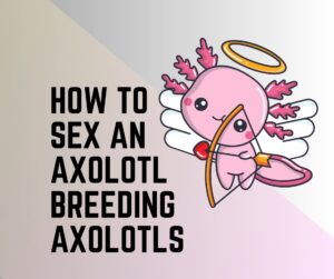 How To Sex An Axolotl [Breeding Axolotls 101]