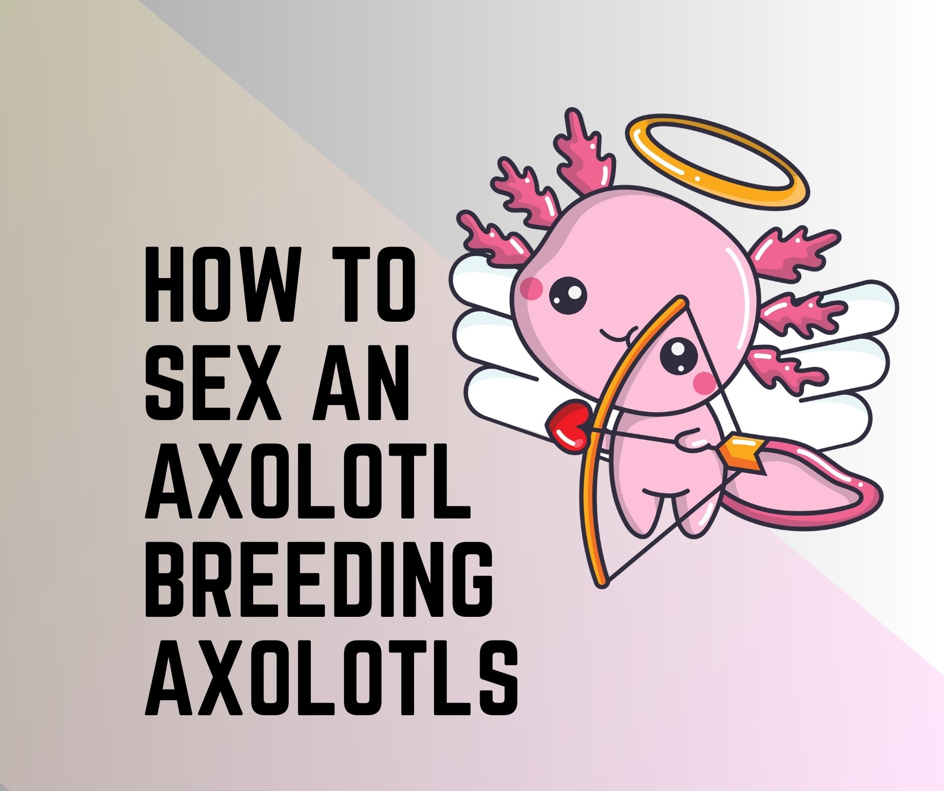 How To Sex An Axolotl [Breeding Axolotls Male and Female]