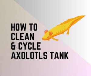How To Clean and Cycle an Axolotls Tank?
