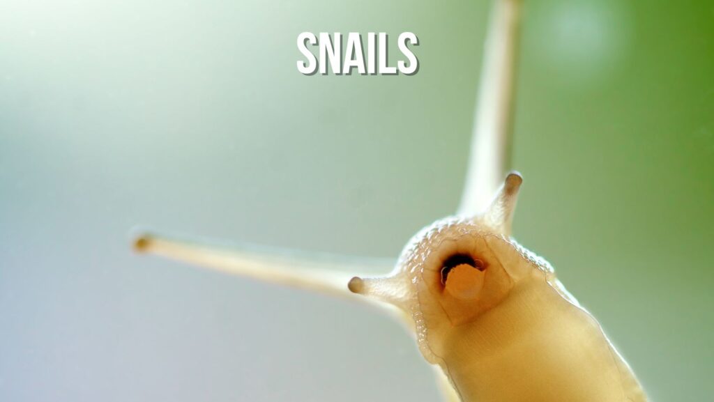 Axolotl tank mates Snails
