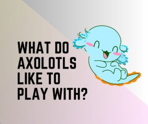 What Do Axolotls Like To Play With?