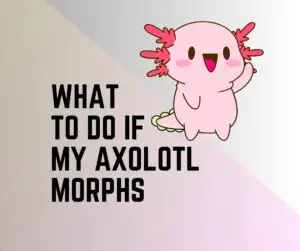 What To Do If My Axolotl Morphs? 