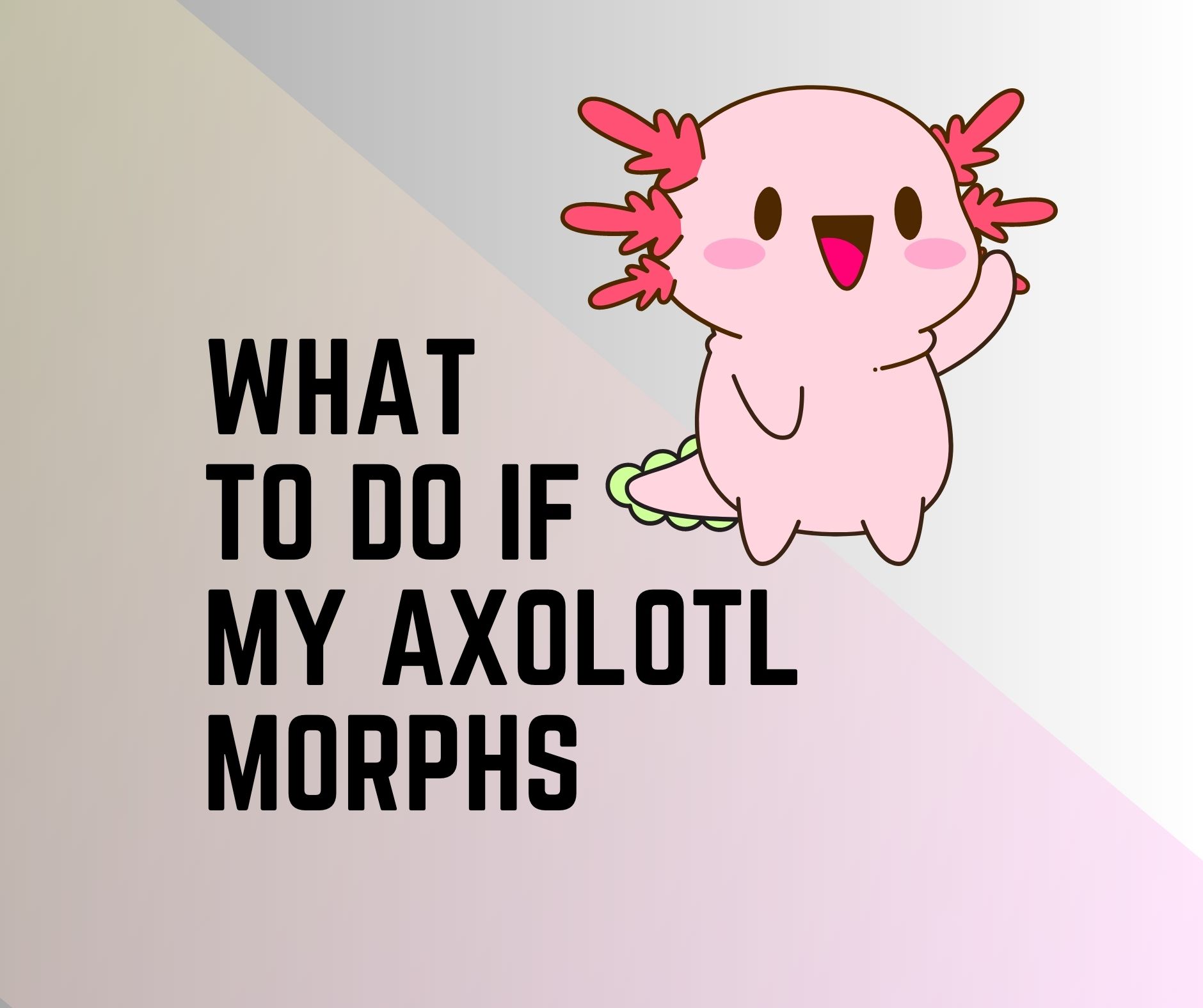 What To Do If My Axolotl Morphs 