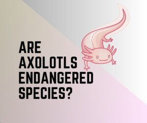 Why Are Axolotls Endangered?