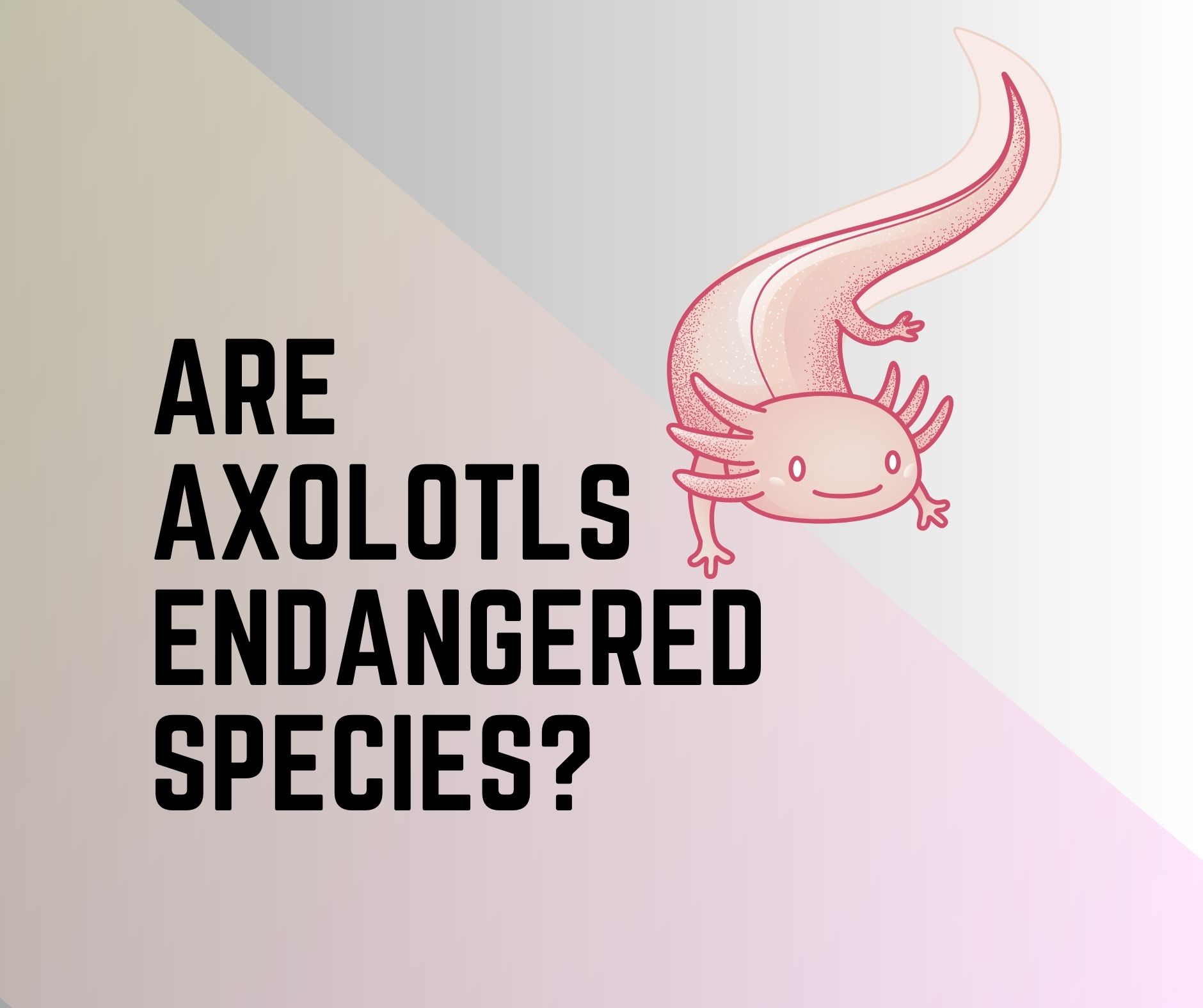 Why Are Axolotls Endangered