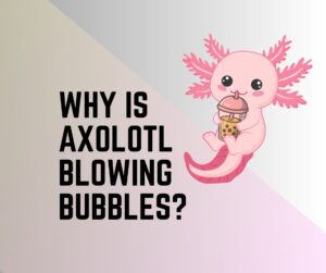 Why Is My Axolotl Blowing Bubbles? 