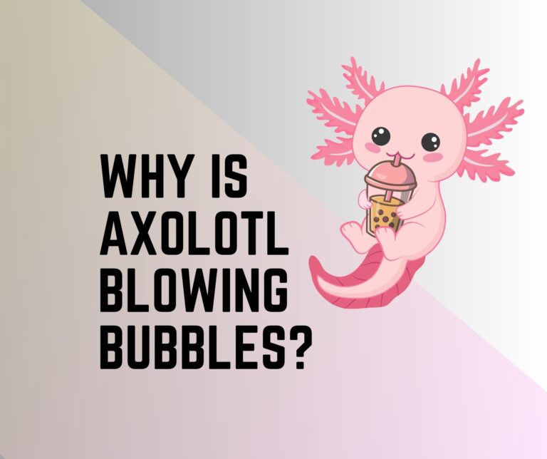 How to Feed Worms to Axolotl? A Guide to Worm Farming! Amphibian Life