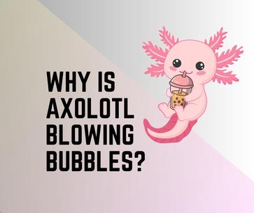 Axolotl Bubbles