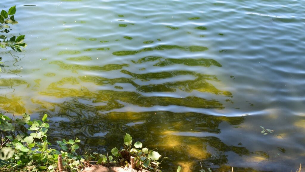 Axolotls in Brackish Water