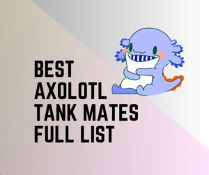 Axolotl Tank Mates [15 Best and 9 Worst]