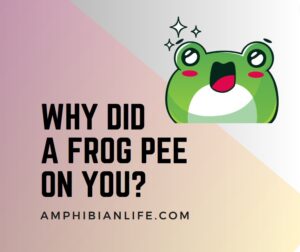 Why Did a Frog Pee on You