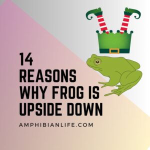 14 Reasons Why Frogs Lay Upside Down