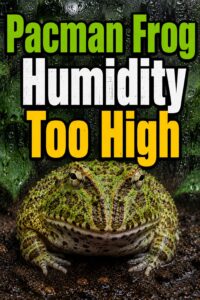 Pacman Frog Humidity Too High