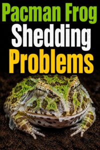 Pacman Frog Shedding Problems
